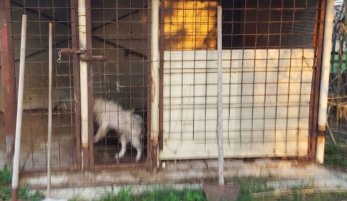Cani alla catena e rinchiusi in box tra i loro escrementi, multati i proprietari