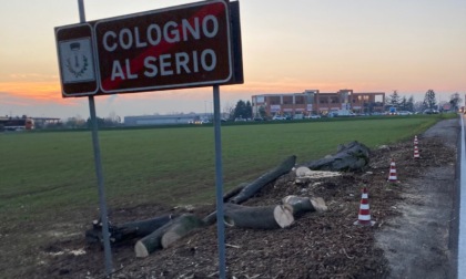 Strage di alberi sani sulla Francesca tra Cologno e Ghisalba: l'ha deciso la Provincia