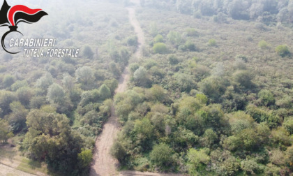 Ignoti devastano due ettari di bosco sul Po: tagliato a raso