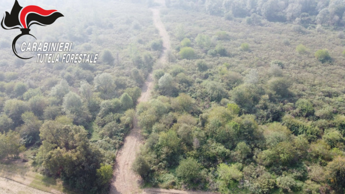 Ignoti devastano due ettari di bosco sul Po: tagliato a raso