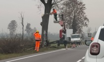"Aiuto!": fallito l'estremo, poetico tentativo di salvare gli alberi sulla Francesca
