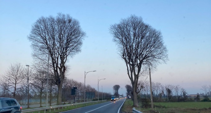 Alberi