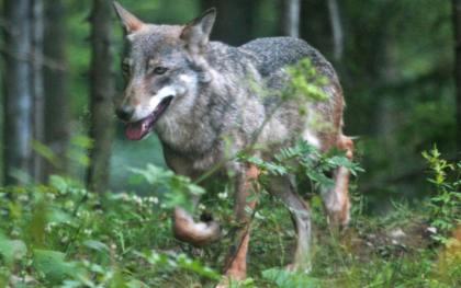 Avvistati lupi lungo il Serio? Scatta l’allerta a Sergnano
