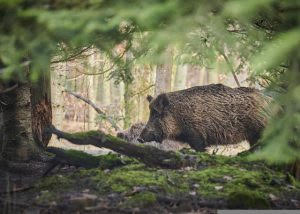 I cinghiali come le nutrie, Oipa: “Più si abbattono e più si moltiplicano”