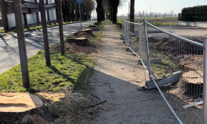 Quindici tigli abbattuti in via Roma: “Un albero di 90 anni non è un semplice oggetto”
