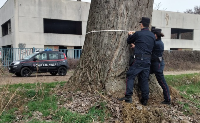 Il Parco censisce i suoi alberi “monumentali”: ecco i due giganti del Serio