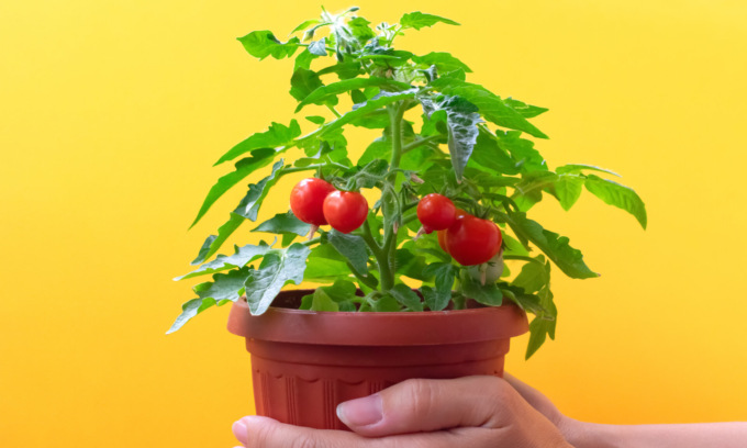 Da oggi in regalo con il Giornale di Treviglio i pomodori ciliegino