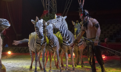 Madagascar Circus conquista Bergamo