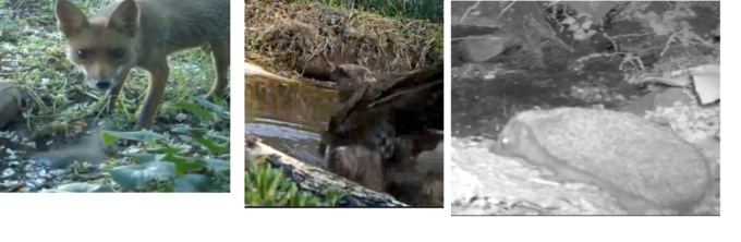 La sorprendente fauna del Roccolo di Treviglio, minacciata dalla siccità