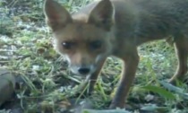 La sorprendente fauna del Roccolo di Treviglio, minacciata dalla siccità