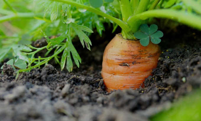 Oggi in regalo con il Giornale di Treviglio i semi di carota