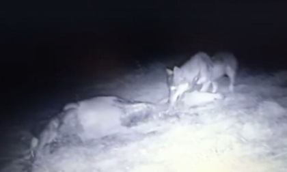 Il video del lupo in ValSeriana (e c'è chi dice: "L'avevamo detto")