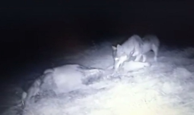 Il video del lupo in ValSeriana (e c’è chi dice: “L’avevamo detto”)