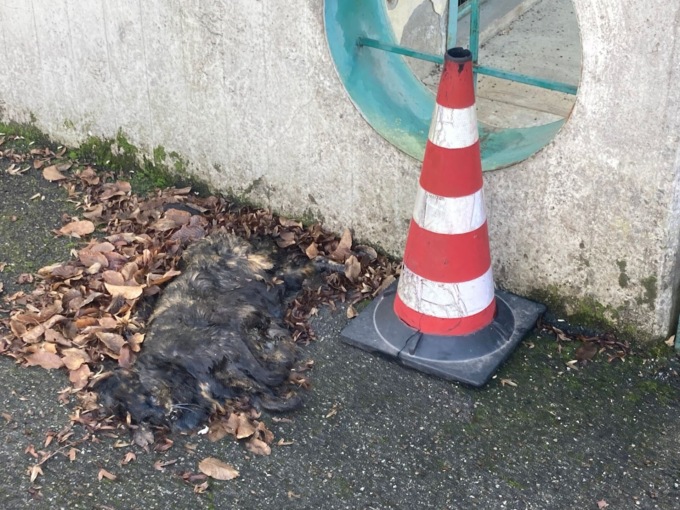 Il gatto morto? Non si rimuove ma lo “segnalano” con un birillo