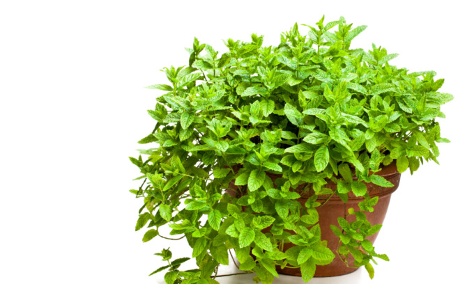 In regalo oggi con il Giornale di Treviglio i semi di menta piperita
