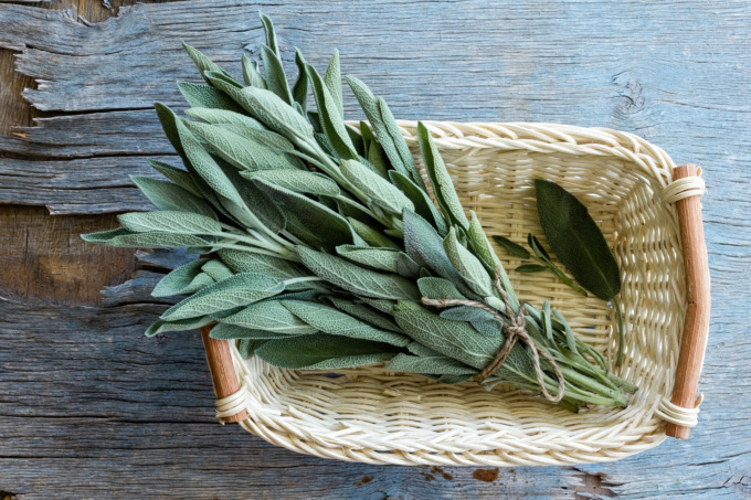 Oggi in regalo con il Giornale di Treviglio i semi di salvia