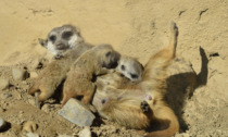Quattro suricati e due canguri vengono alla luce al parco faunistico Le Cornelle