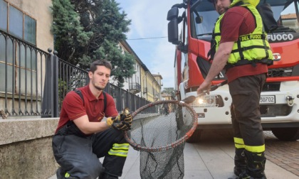 Salviamo i trevigliesi dagli anatroccoli di via Cavallotti