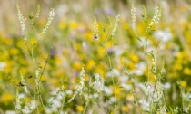 Brebemi, nasce l'Oasi della biodiversità