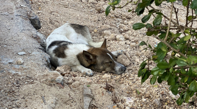 Il Comune si riaffida al Canile di Verdello