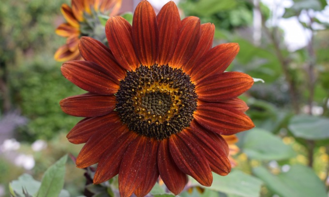 Girasole evening sun, da oggi in regalo col Giornale di Treviglio