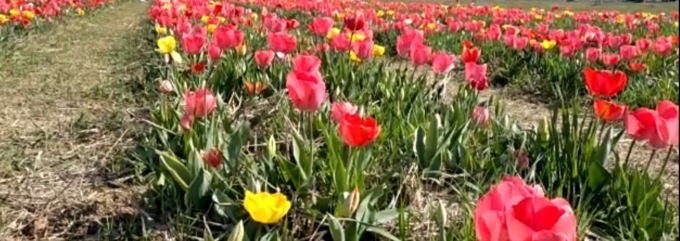 A Castel Cerreto è tutto pronto per la raccolta dei tulipani