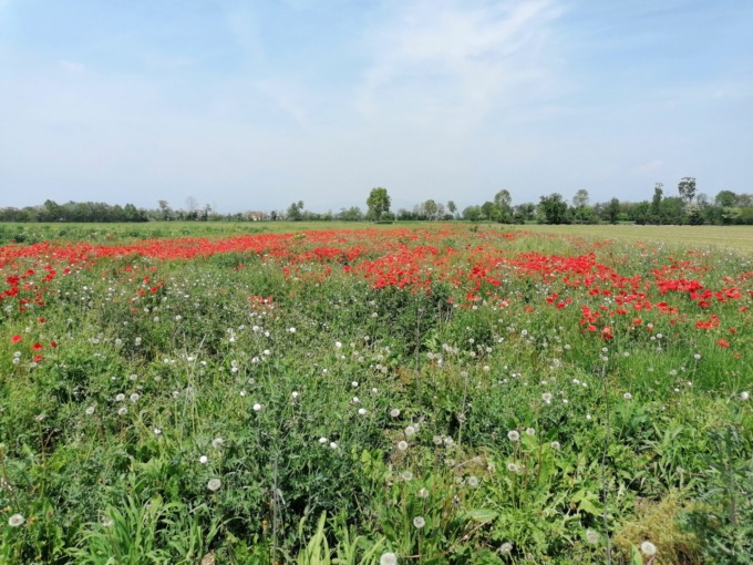 Il bosco di Urgnano continua a crescere nonostante siccità e vandalismi