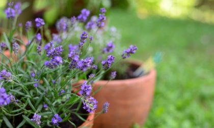 Oggi in regalo con il Giornale di Treviglio la profumatissima lavanda