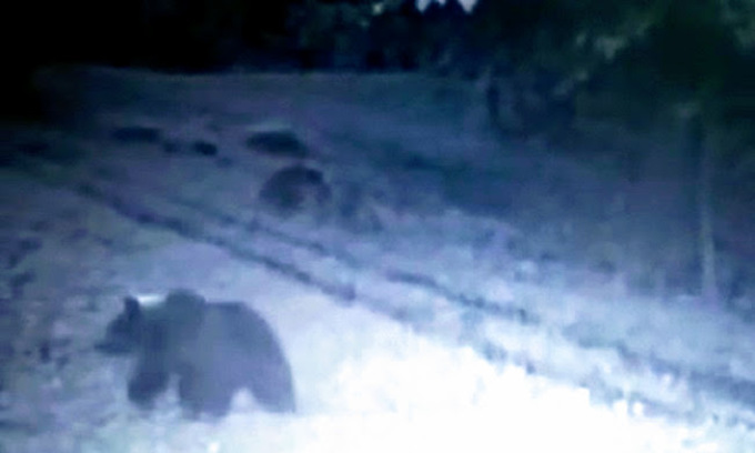 Il video dell’orso immortalato dalle fototrappole nei boschi tra Sovere e Solto Collina