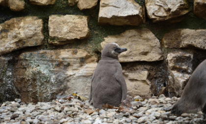 Sandy e Mambo, due piccoli di pinguino in più al Parco delle Cornelle