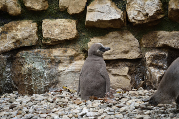Sandy e Mambo, due piccoli di pinguino in più al Parco delle Cornelle