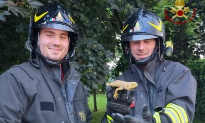 Un piccolo drago barbuto a spasso per Romano, recuperato dai Vigili del fuoco