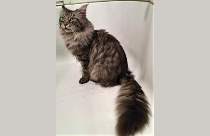 Ritrovato il gatto Samp: i proprietari avevano fatto denuncia ai carabinieri