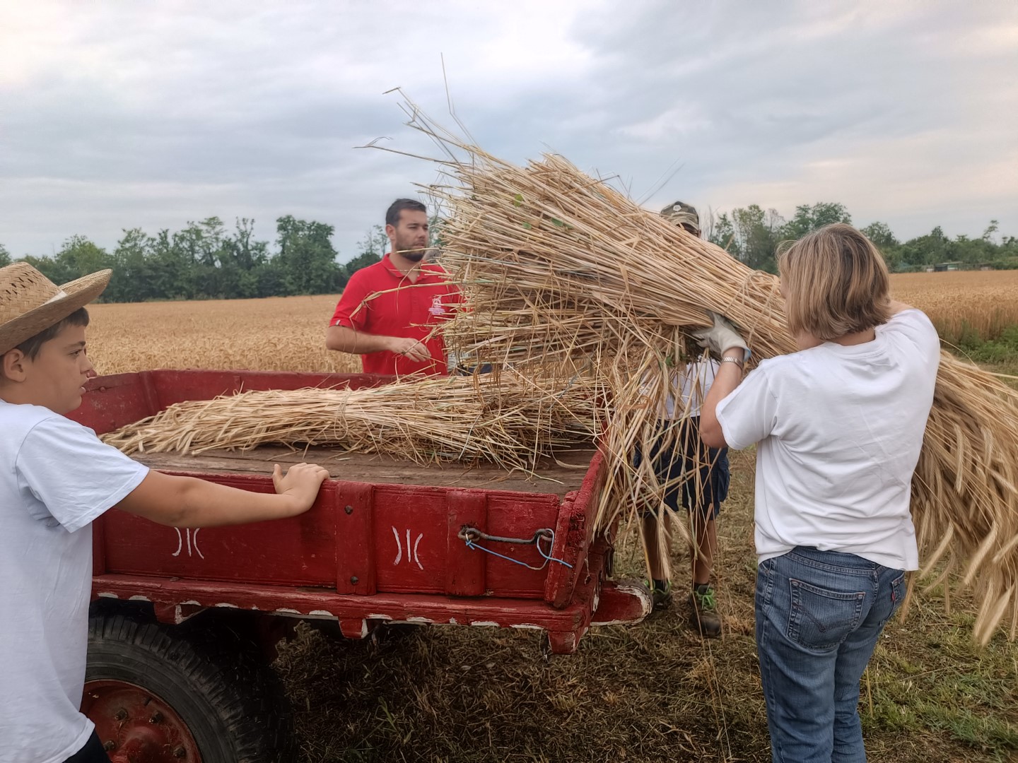 Raccolta Grani Antichi Scuola per Lavorare nell'Agroalimentare (10) (Grande)