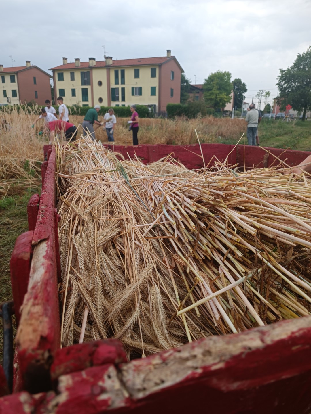 Raccolta Grani Antichi Scuola per Lavorare nell'Agroalimentare (11) (Grande)