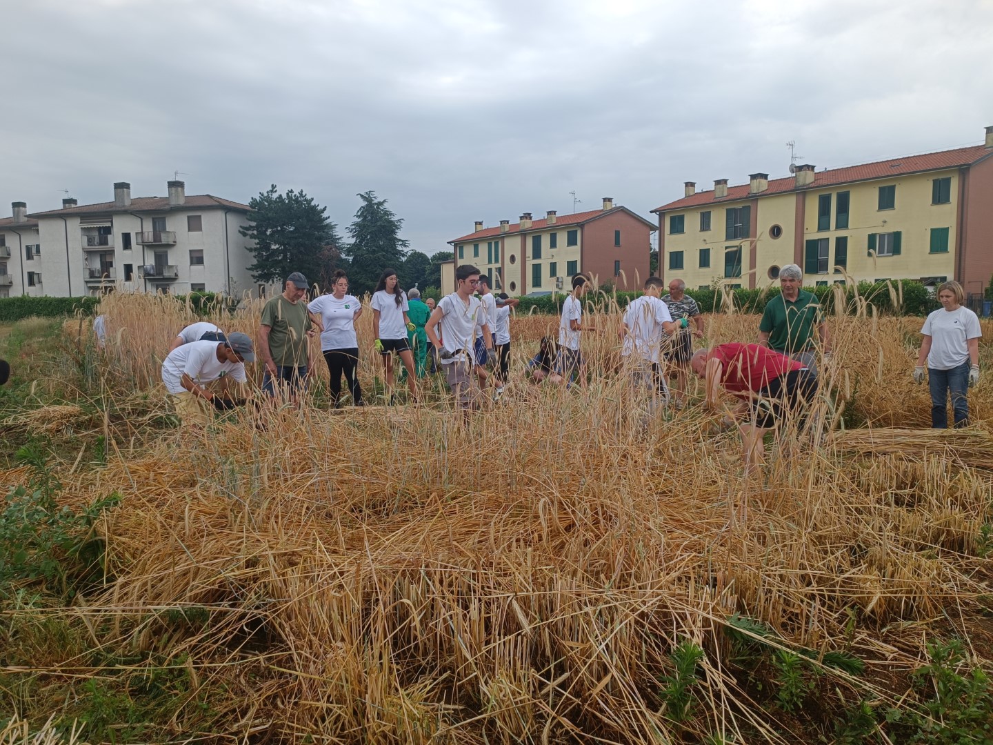 Raccolta Grani Antichi Scuola per Lavorare nell'Agroalimentare (12) (Grande)