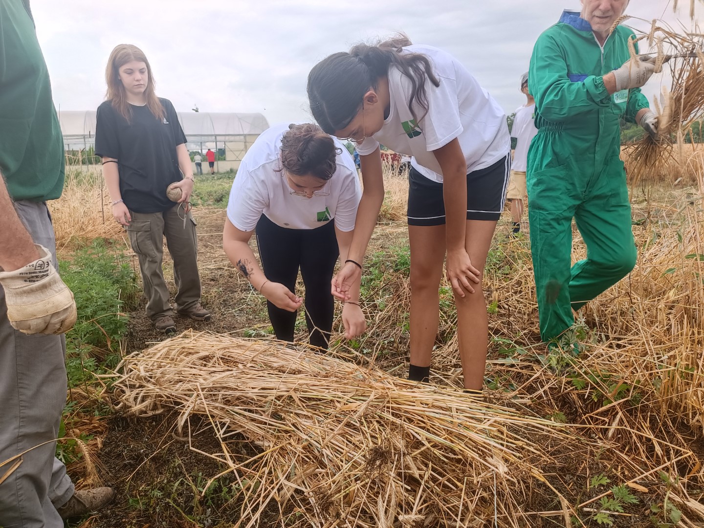 Raccolta Grani Antichi Scuola per Lavorare nell'Agroalimentare (14) (Grande)