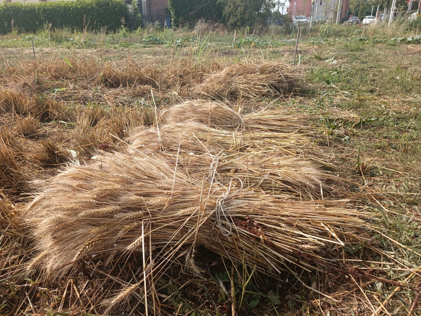 Raccolta Grani Antichi Scuola per Lavorare nell'Agroalimentare (15) (Grande)