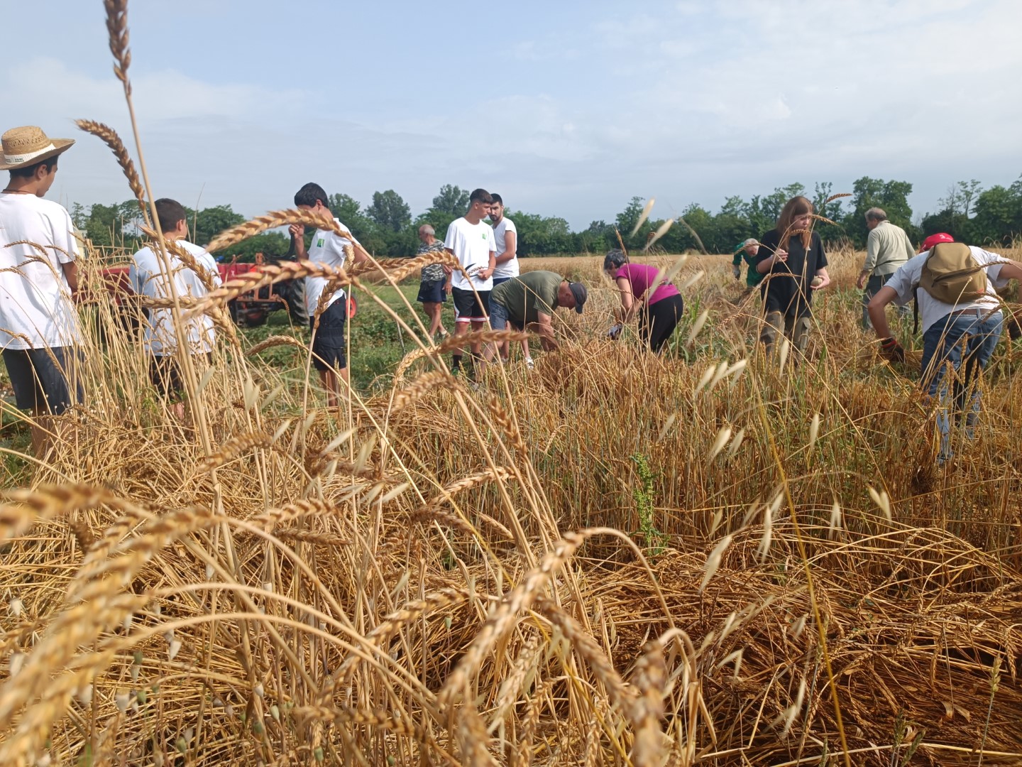 Raccolta Grani Antichi Scuola per Lavorare nell'Agroalimentare (2) (Grande)