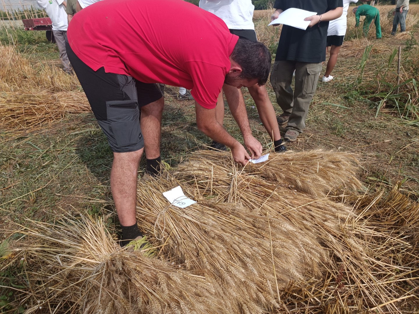 Raccolta Grani Antichi Scuola per Lavorare nell'Agroalimentare (3) (Grande)