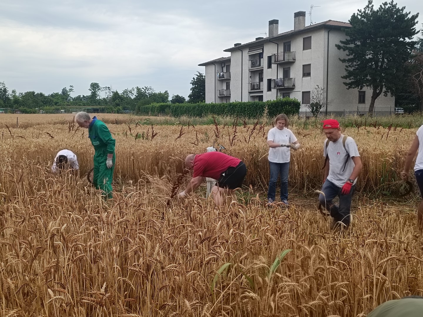 Raccolta Grani Antichi Scuola per Lavorare nell'Agroalimentare (7) (Grande)