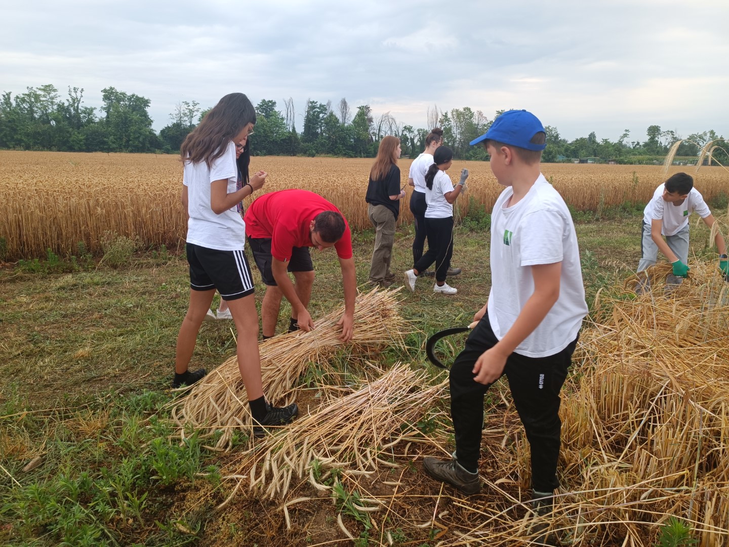 Raccolta Grani Antichi Scuola per Lavorare nell'Agroalimentare (9) (Grande)