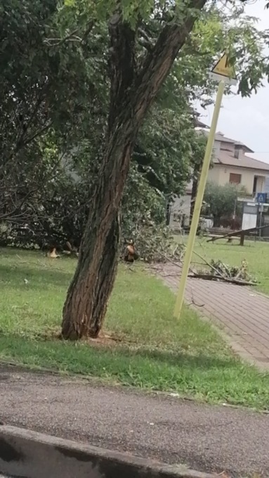 Danni al palazzetto