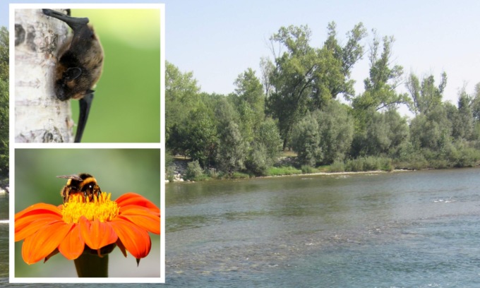 Un progetto per riportare pipistrelli e api sull’Adda