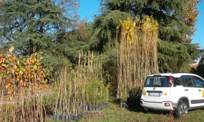 Festa dell'Albero: Parco Adda Sud in campo per incrementare il patrimonio arboreo