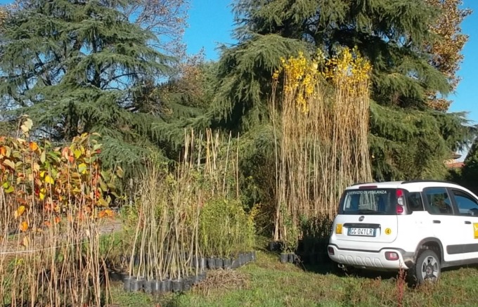 Festa dell’Albero: Parco Adda Sud in campo per incrementare il patrimonio arboreo