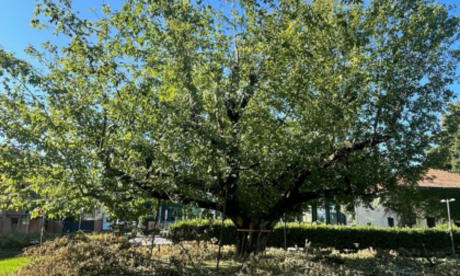 L’albero dei malati... ora è malato e il Comune interviene per salvarlo