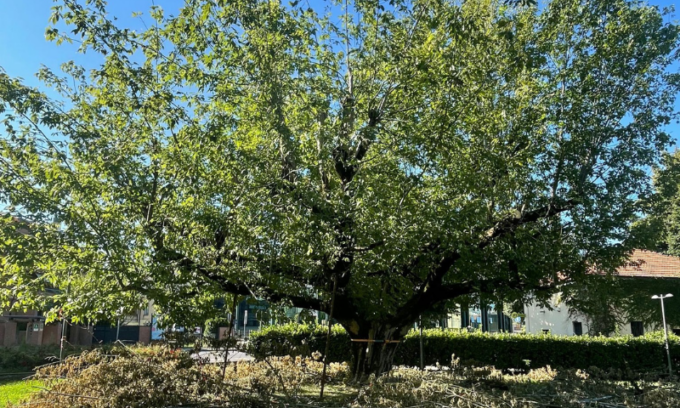 L’albero dei malati… ora è malato e il Comune interviene per salvarlo