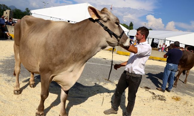 Ecco l’immancabile Fiera di Sant’Alessandro, con prodotti, animali, convegni ed eventi