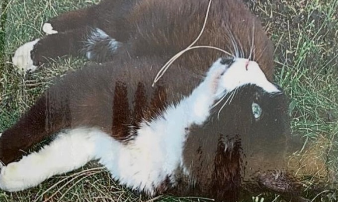 Non sopravvive alla grandine, commozione per Felix, il gatto randagio “adottato” da tutta Melzo